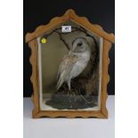 Vintage taxidermy barn owl in shaped pine case