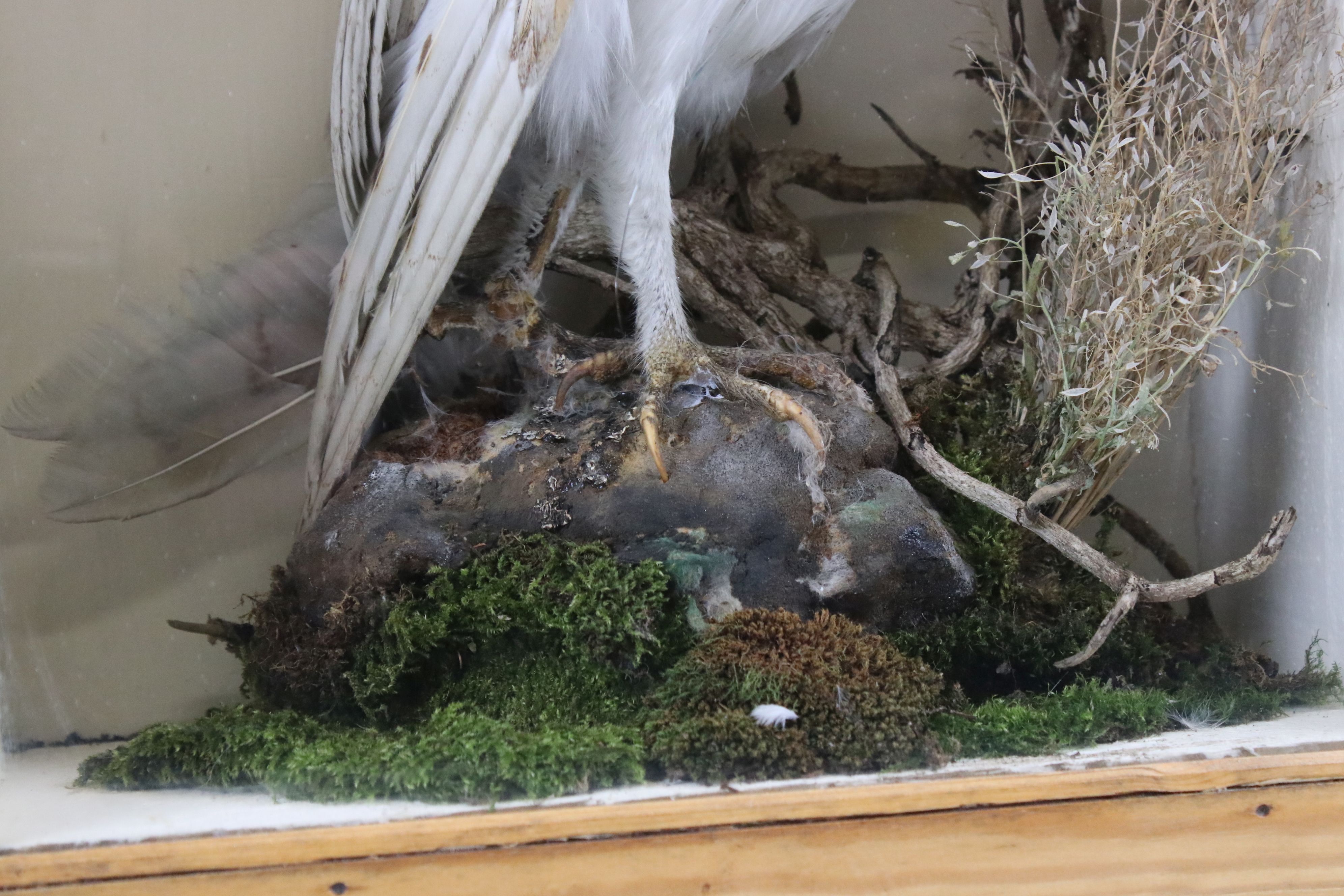 Vintage taxidermy barn owl in shaped pine case - Image 7 of 10