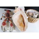 Collection of sea shells, to include a large conch shell, together with a decorative plastic lobster