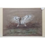 Audrey North, Watercolour of a Barn Owl about to catch a mouse, signed lower right and dated 77,