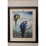 Framed oil painting study of two blue macaws in a natural setting