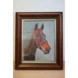 Oil Painting of a Bay Race Horse, 40cms x 30cms, framed and glazed