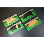 Set of four breeds of British pigs painted on antique oak panels, with labels to verso