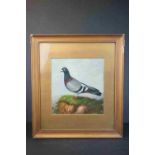 Gilt framed oil painting of a pigeon perched on grassland rock