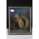 Cased Taxidermy Red Squirrel mounted in a Naturalistic setting, 32cms high