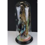Taxidermy Bird with Blue and Green Wings in a naturalistic setting, housed in a glass domed case,