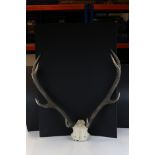 Red deer eight point antlers and front piece