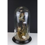 Taxidermy Two Goldfinches in a naturalistic setting, housed in a glass dome case, 38cms high