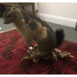 Antique Taxidermy study on naturalistic base of an Muskrat, life size