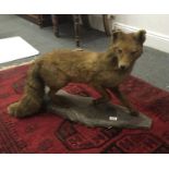 Antique Taxidermy study of a Fox, life size,