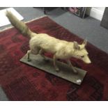 Antique Taxidermy study of a White Fox,
