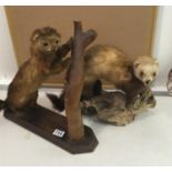 2 Antique similar life size Taxidermy studies of Mink,