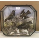 Taxidermy study behind glass 3 x birds housed in a glass case 16" tall 14" dia , 2 x Starlings and a