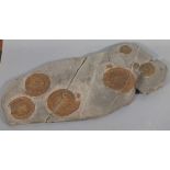 A group of six ammonite in one sheet, augmented with bronze powder, 21.75" x 9.5" (55cm x 24cm) (