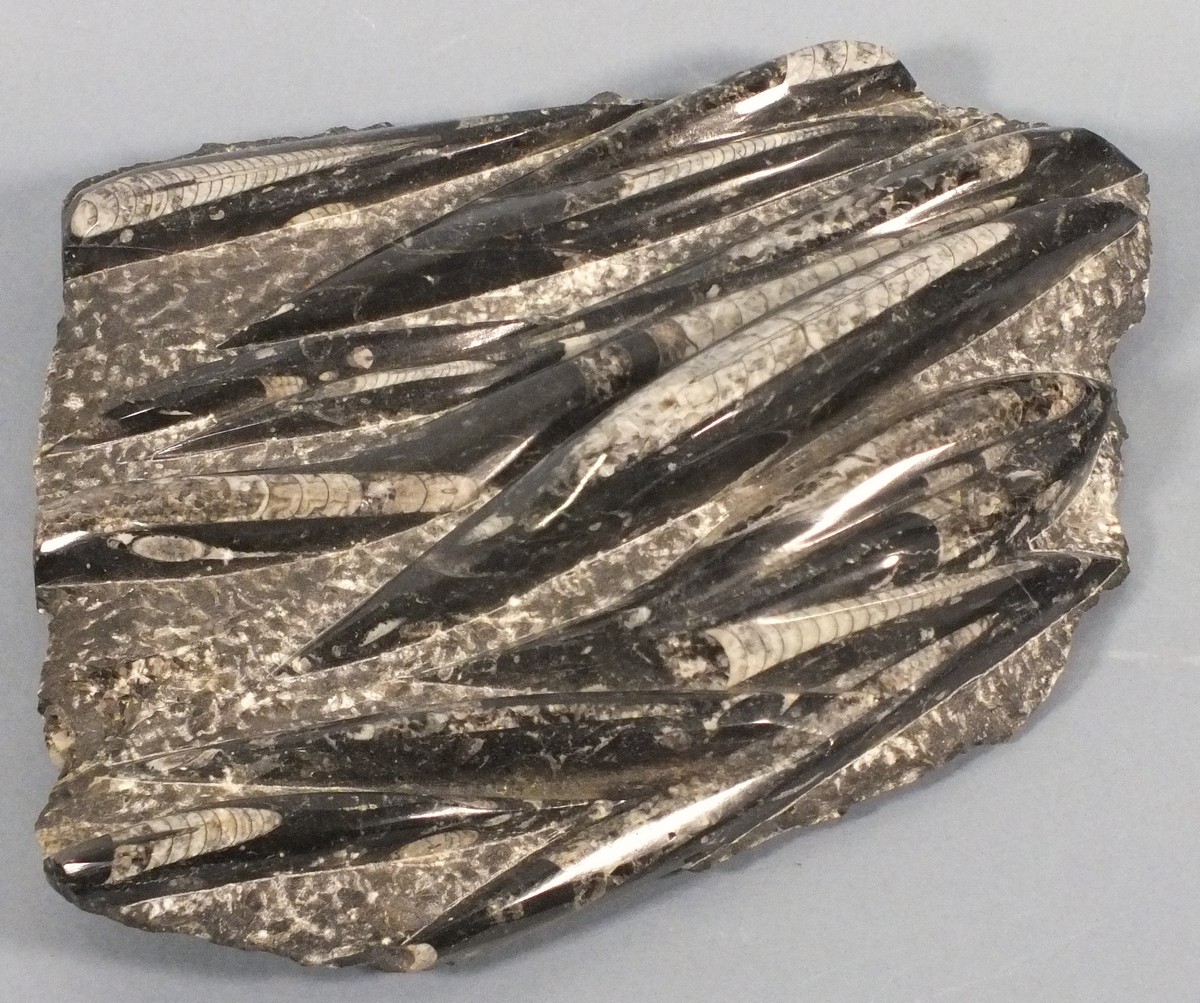 A polished fossil group, of othocone nautiloid orthoceras, 12.25" x 10.5" (31m x 27cm) - Image 2 of 2