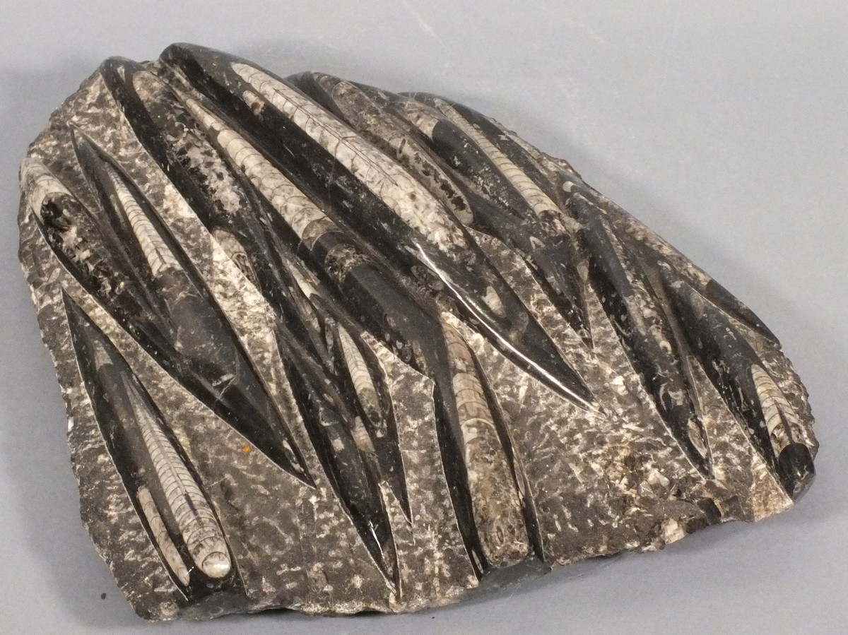 A polished fossil group, of othocone nautiloid orthoceras, 12.25" x 10.5" (31m x 27cm)