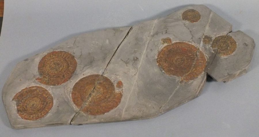 A group of six ammonite in one sheet, augmented with bronze powder, 21.75" x 9.5" (55cm x 24cm) (