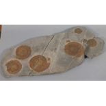 A group of six ammonite in one sheet, augmented with bronze powder, 21.75" x 9.5" (55cm x 24cm) (