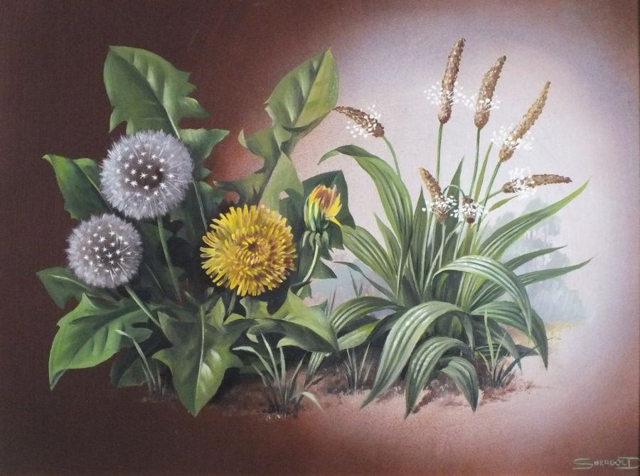 SHERGOLD (British 20th/21st Century) Dandelion & Plantin, Oil on board, Signed lower right, titled