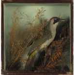 A 19th Century taxidermy Green Woodpecker, perched on a branch amongst grasses, 11.75" x 11.75" x