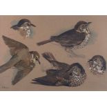 David BINNS (British b. 1935) Thrushes (March) & Redwing, Watercolour on coloured paper, Signed