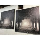 PAIR OF CANVASS PRINTS SHOWING A WOODLAND SCENE 90 CM X 90 CM