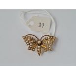 AN ANTIQUE EDWARDIAN HALF PEARL SET BUTTERFLY BROOCH IN 15CT GOLD