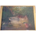 A E NEALE 1879 Ducks with Kingfisher ( 14 x 19 ) signed inscribed on frame