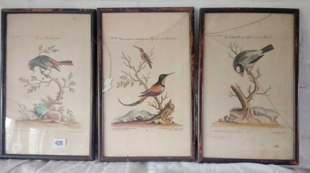 A group of three 18th century coloured bird engravings - Image 5 of 5