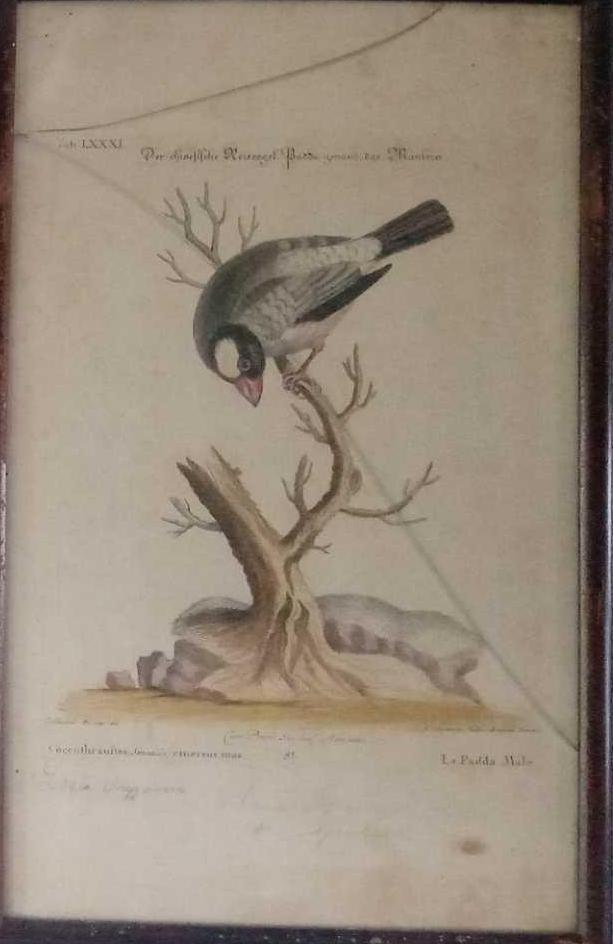 A group of three 18th century coloured bird engravings - Image 4 of 5