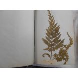 FERN ALBUM an album, late 19th. or early 20th.C. of pressed ferns, sea weeds etc. c.87 pp. & and