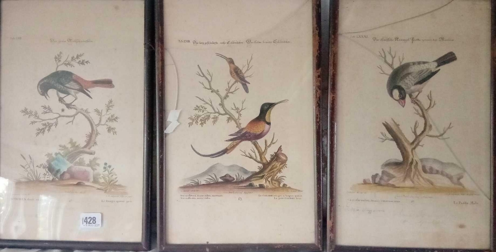 A group of three 18th century coloured bird engravings