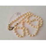 A Vintage cultured large pearl necklace with silver and pearl clasp 68cms long