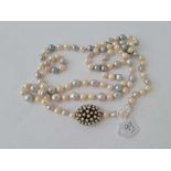 A row of two colour pearls with a pearl 9ct clasp