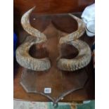 Unusual ram's horn decorated shield for coats - 18" high