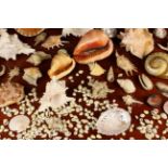 A Collection of Decorative Seashells, the largest 12" (30 cm) in length.