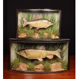 Two Vintage Cased Taxidermy Fish.
