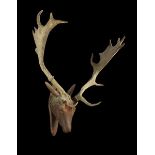 A 19th Century Folk Art Carved & Painted Wooden Stag's Head mounted with antlers, on a wall plaque,