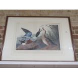 A large print of a Shoveller duck drawn from nature, by JJ Audubon, 87cm x 117cm, colours good, some