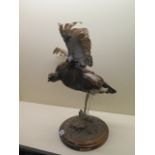 A George Jamison 1976 taxidermy Grouse in flight - height 52cm - with carry hook, reasonably good