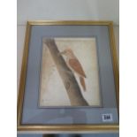 An Indian School 19th century watercolour of a woodpecker in a gilt frame, 38cm x 33cm, with a Fry