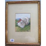 A watercolour of a Turkey signed Harrison Weir 1887 and enscribed to mount, image size 16cm x