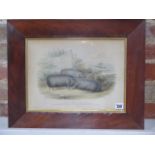 A 19th century print of Improved Essex Pigs by H Strafford in a mahogany frame, 43cm x 52cm, some