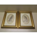 Two gilt framed Victorian prints of a short eared owl and along eared owl, both good, frame size