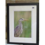 A photographic print of a heron, frame size 35cm x 44cm, printed on archival paper on acid free