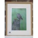 A photographic print of a Little Owl, frame size 43cm x 33cm, printed on archival paper on acid free