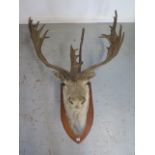 Taxidermy: A large impressive caribou on an oak shield mount, 123cm total height x 90cm wide