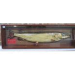 Of local interest; a taxidermy Pike caught in 1976 in Histon and District Angling Society waters