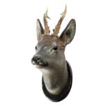 A PAINTED TERRACOTTA STAG TROPHY HEAD MOUNT PROBABLY AUSTRIAN OR GERMAN, LATE 19TH CENTURY with