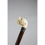 λ A LATE VICTORIAN IVORY HANDLED WALKING CANE C.1890 carved with a snarling bulldog's head, with